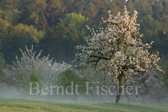 Streuobstwiese  - Zum Vergroessern klicken!